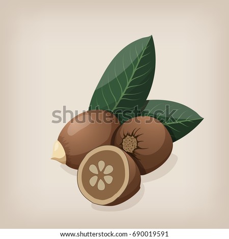 Babassu seeds with leaves. Vector illustration.