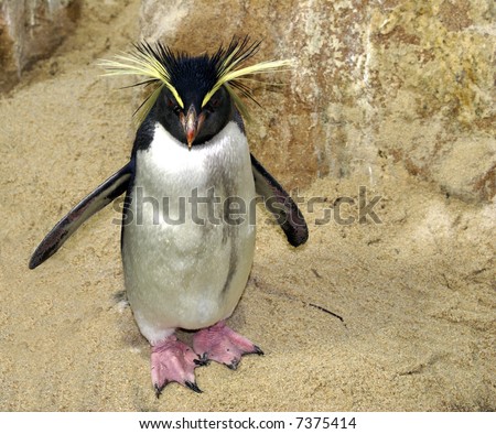 Rockhopper penguin  - bad hair day?