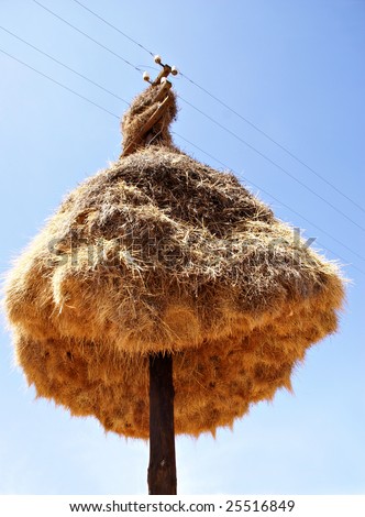 Over-population? Sociable weaver nest on a telegraph pole