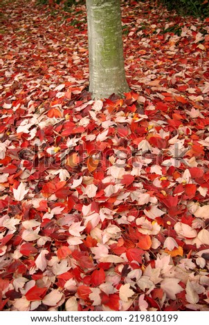Fallen autumn leaves under a tree on the ground near the base of a tree. Vertical composition.