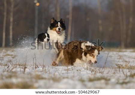 group of dogs chases tennis ball in the snow