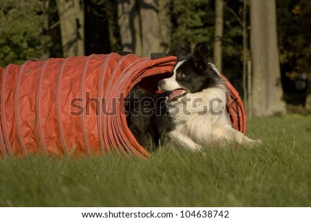 Dog, Border Collie, which runs out of the agility tunnel