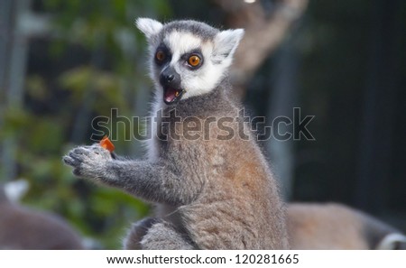 Ring-tailed lemur eating a carrot in the Budapest zoo