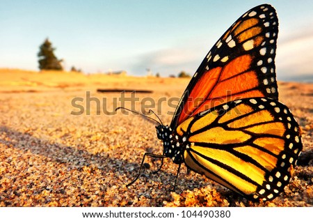 Image, Stock Photo take a break! Butterfly in rest position