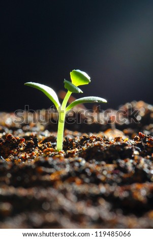 Seedling growth in light ray