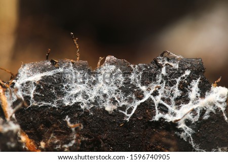 Fungal mycelium (Mycorrhizae) that provide symbiotic relationship between plants and fungi Stock foto © 