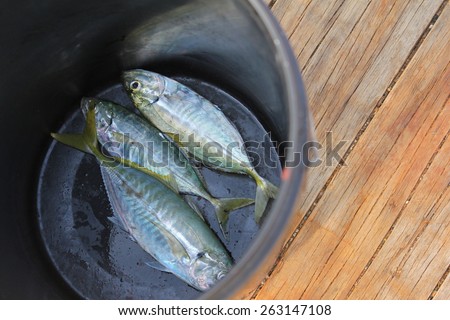 Fish in bucket