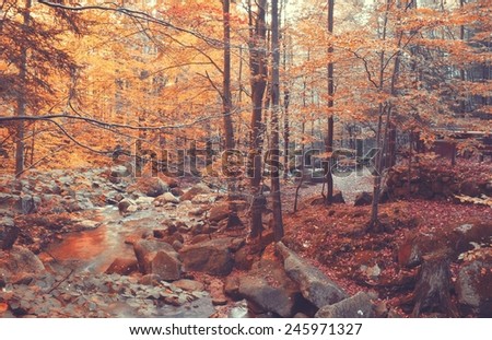 Autumn stream in the forest
