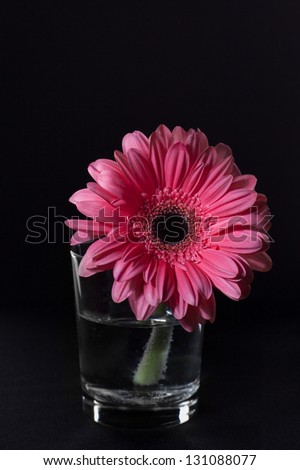 Pink flower in a glass vase