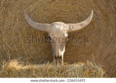A buffalo skull.