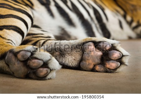 tiger paw.