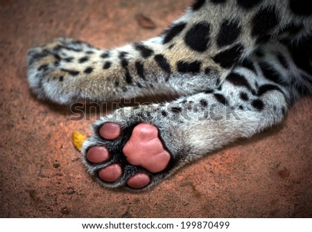 Tiger paw.