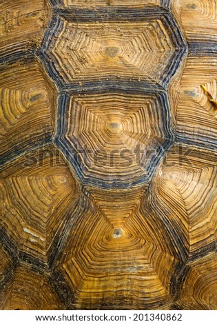 tortoise turtle shell texture detail.