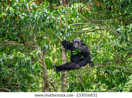 Chimpanzee on a tree.