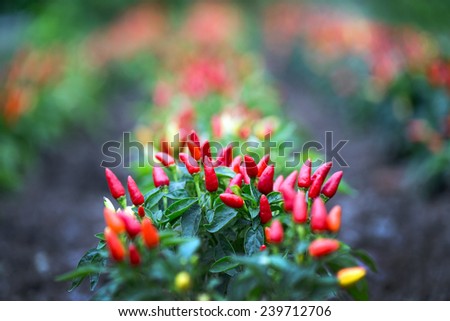 Hot chilli in nursery plots.