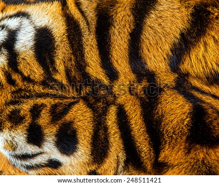 close up tiger skin texture.