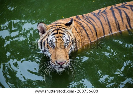 Close-up of a Tiger face.