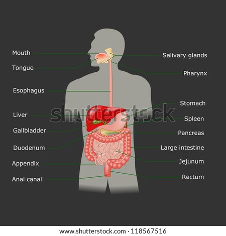 The Human Digestive System Stock Photo 118567516 : Shutterstock