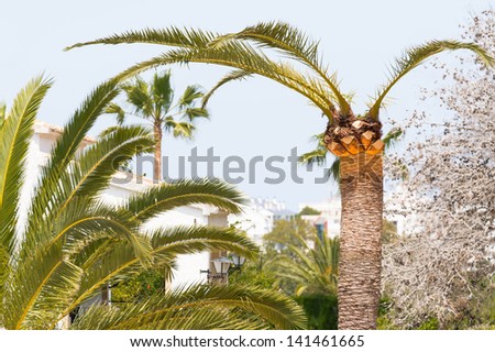 Treated palm against red palm weevil