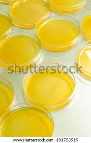 petri dishes with culture medium