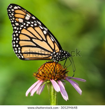 A Monarch butterfly nectars on a coneflower at the Lewisville Lake Environmental Learning Area in Texas.