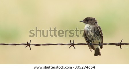 An Eastern Phoebe rests on some barbed wire at the Lewisville Lake Environmental Learning Area in Texas.