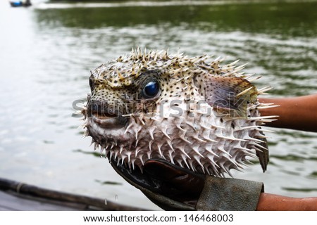 An angry puffed up blowfish