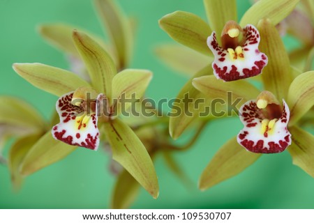 Green orchids / phaelenopsis exotic tropical flower , close up. Hawaii, Maui, USA