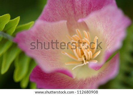 Pink rose hip flower, close up