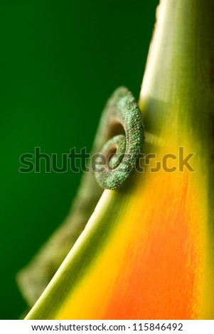 Jackson\'s Chameleon tail  on a Heliconia tropical flower