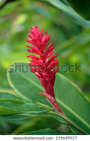 Exotic tropical Ginger flower. Hawaii, Maui, USA