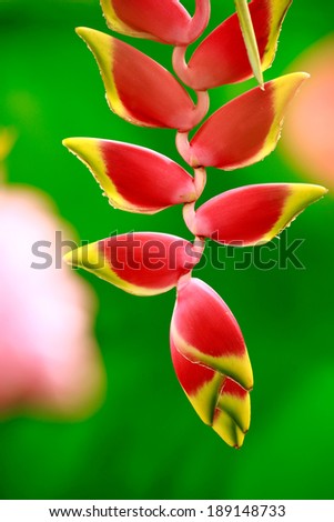 Red and Yellow Heliconia exotic tropical flower macro. Hawaii, Maui, USA