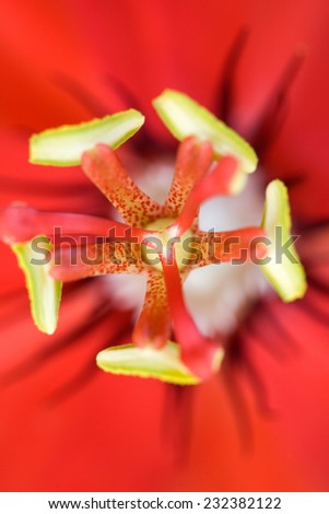 Red Passion fruit/ passiflora  flower macro. Hawaii, Maui, USA