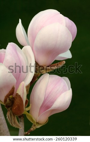 Pink and white magnolia flowers isolated on dark green background