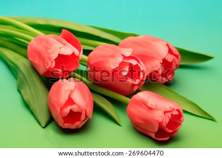 Red tulips bunch isolated on green background