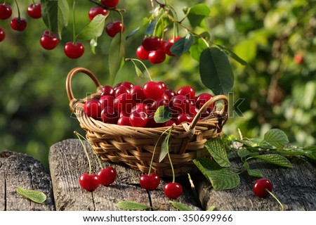 Cherry fruit basket  and  cherry tree branch  Stock foto © 