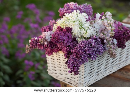 Image result for lilac flowers pictures with bench