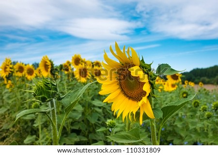 Gorgeous wide open sunflower next to a closed, smaller sunflower.