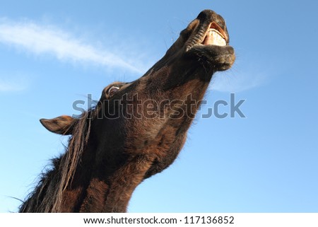 horse with head stretched showing teeth on blue sky