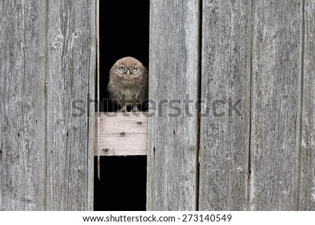 Little owl baby sitting on old barn door
