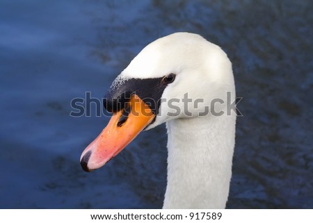 Close up of a Swans Head before blue water on a cold winter day