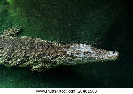 Alligator swimming in green shining water