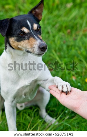 Dog laying paw on woman hand