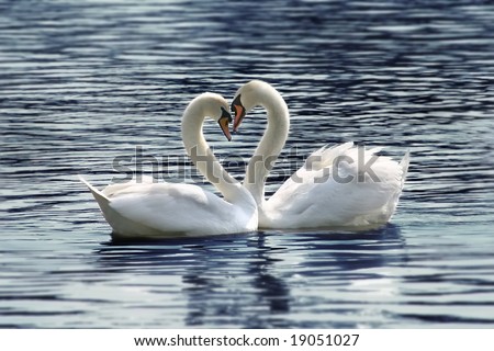 Similar – Image, Stock Photo Swans in love, forming heart, by the water.