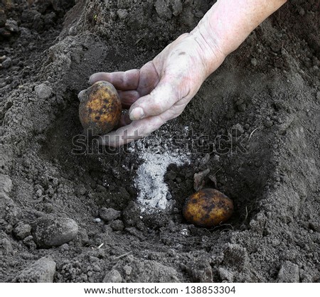 Old peasant hand plants potato in the soil