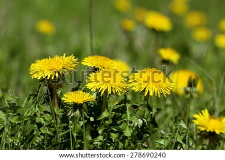 Bright yellow dandelions in green grass close up - spring and blossom
