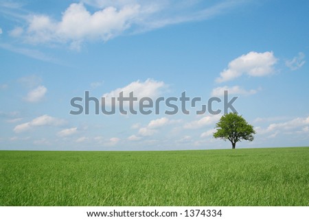 Spring landscape, lonely tree in a field