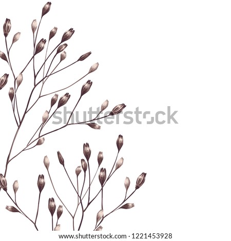 Image, Stock Photo Single dried wild flower on grey background