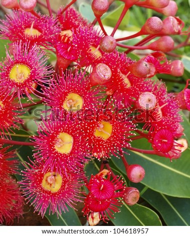 Gum Flowers Of Eucalyptus Summer Red Corymbia Australiana Stock Photo ...