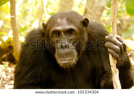 Old wise man. Chimpanzee. Mahale Mountains, Tanzania.